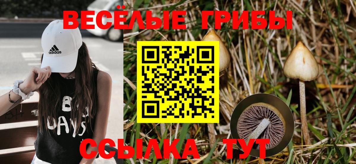где можно купить   Вход с VPN  Елабуга  Галлюциногенные грибы GOLDEN TEACHER 